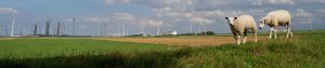 Schapen op Groningse dijk, met windmolens op de achtergrond